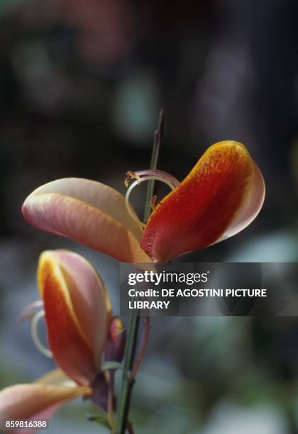 Common broom or Scotch broom , Fabaceae.