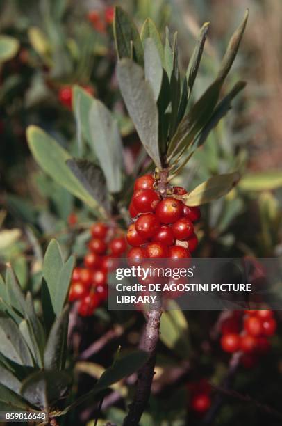 Kinnikinnick or pinemat manzanita branch and fruits, Ericaceae.