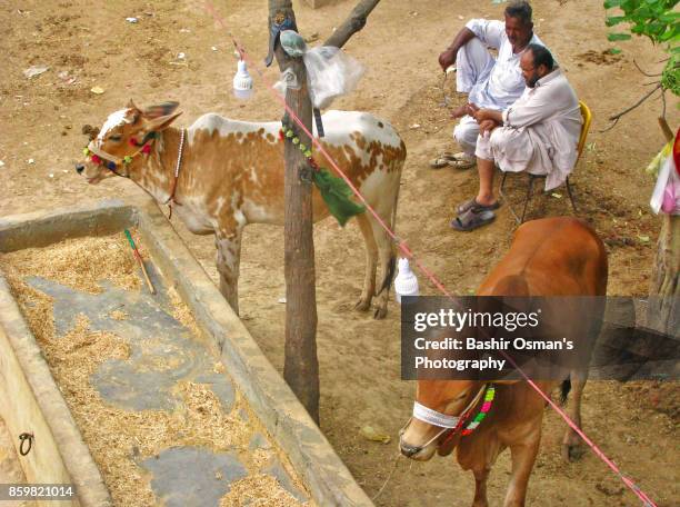 eid-ul-adha - camel meat stock pictures, royalty-free photos & images