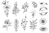 Botanical set of sketch flowers