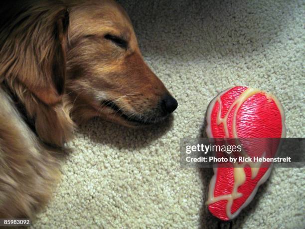 ralph with toy steak - shawnee kansas foto e immagini stock