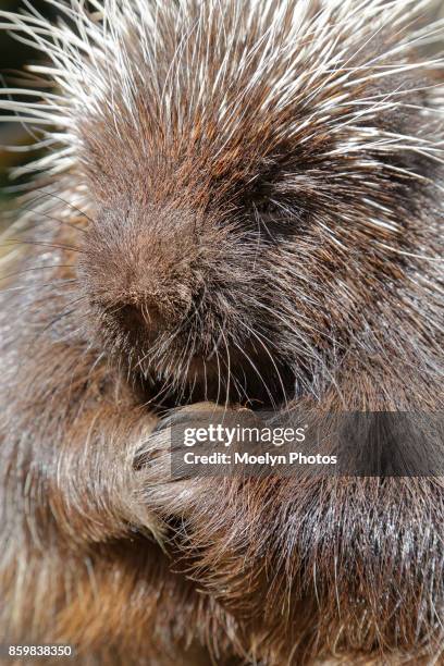 porcupine close-up - cerda-pelo-de-animal fotografías e imágenes de stock