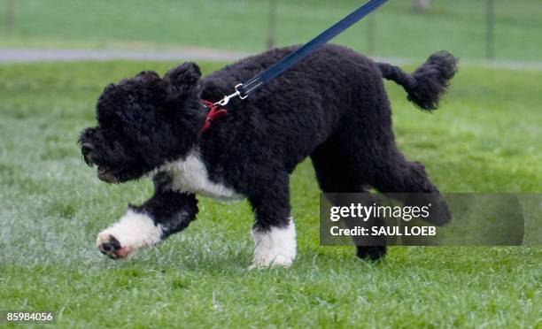 President Barack Obama family's new six-month old Portuguese water dog Bo runs on the South Lawn of the White House in Washington, DC, on April 14,...