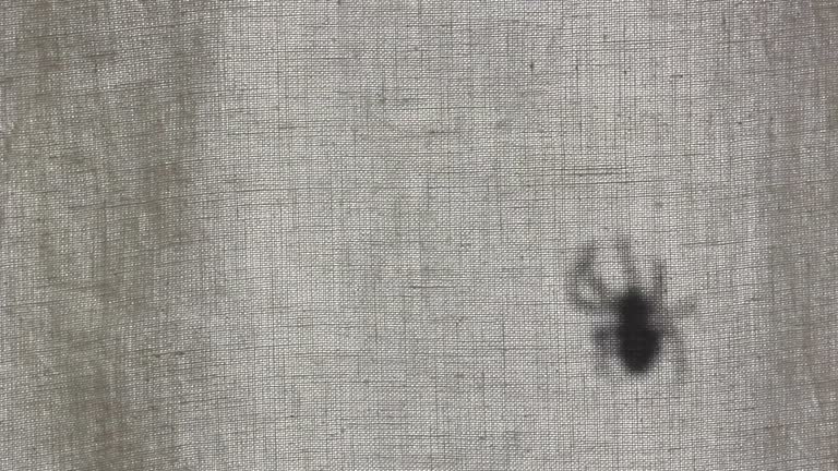 Spider Hand Shadow 151 Spider Shadow Stock Videos, Footage, & 4K Video Clips - Getty Images