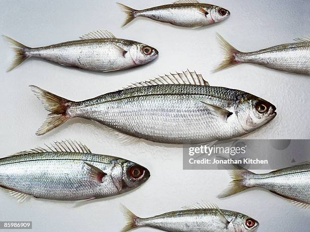 group of snapper fish - pescado y mariscos fotografías e imágenes de stock