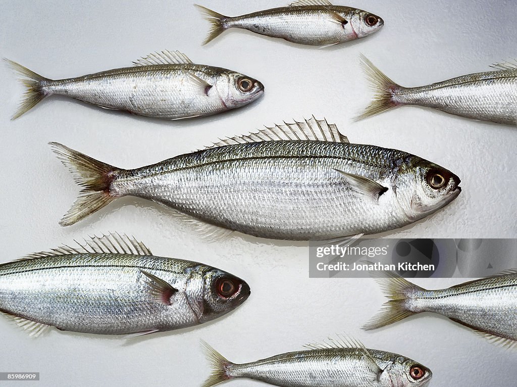 Group of Snapper Fish