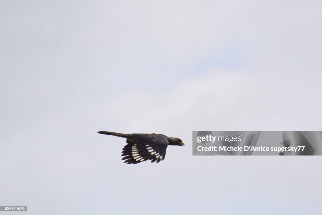Eastern Plantain-eater (Crinifer zonurus)