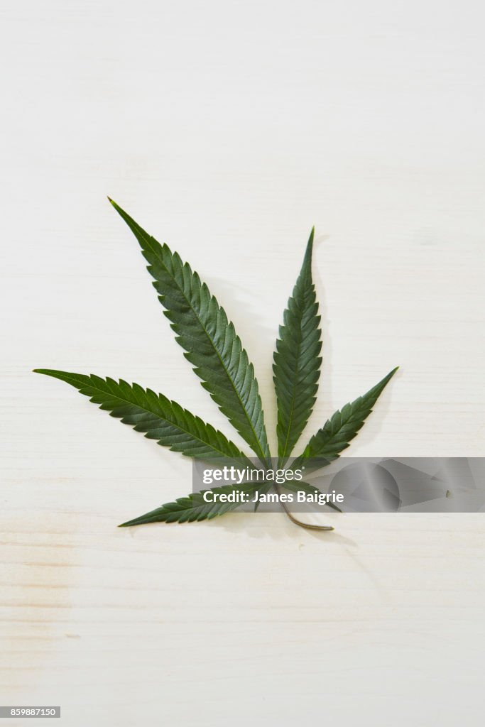 Marijuana leaf