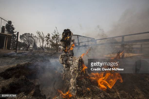 Stumps continues to burn in a neighborhood destroyed by fire near Cardinal Newman High School on October 10, 2017 in Santa Rosa, California. In one...