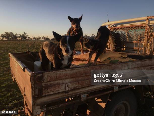 rural new south wales, australia - australian kelpie 個照片及圖片檔