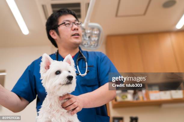 un chien sur une table d’examen dans un hôpital vétérinaire - table dexamen médical photos et images de collection