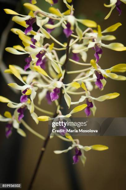 dendrobium pixie princess 'h & r' - dendrobium orchid stock pictures, royalty-free photos & images