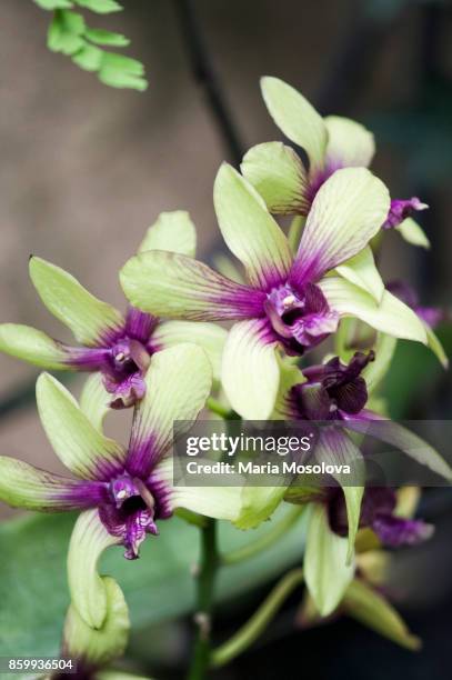 dendrobium brenda lee - dendrobium orchid stock pictures, royalty-free photos & images