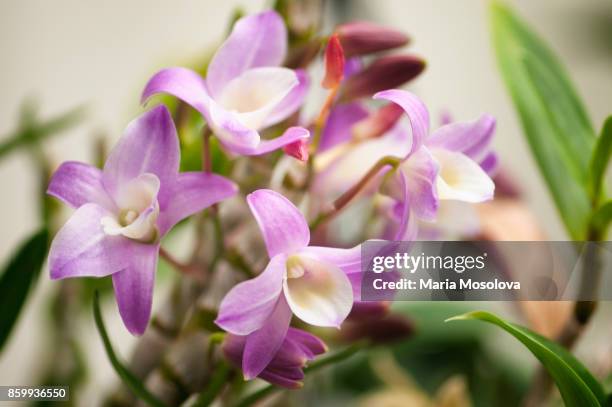 pink flowers of dedrobium hamana lake 'kumi' - dendrobium orchid stock pictures, royalty-free photos & images
