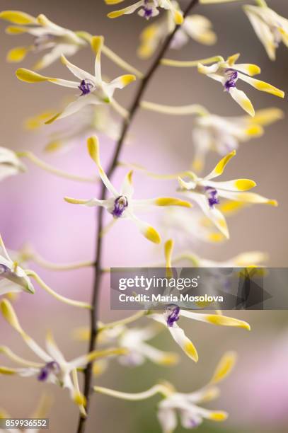 delicate flowers of dendrobium canaliculatum - dendrobium orchid stock pictures, royalty-free photos & images