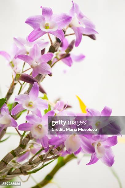 pink flowers of dedrobium hamana lake 'kumi' - dendrobium orchid stock pictures, royalty-free photos & images