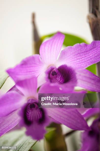 pink flowers of dendrobium nestor 'sweet fragrance' - dendrobium orchid stock pictures, royalty-free photos & images
