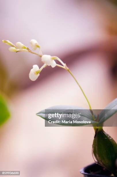 white flowering dendrobium specie orchid. - dendrobium orchid stock pictures, royalty-free photos & images