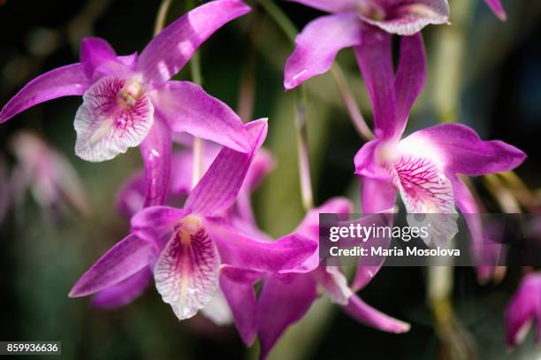 dendrobium nobile rainbow dance - dendrobium orchid stock pictures, royalty-free photos & images