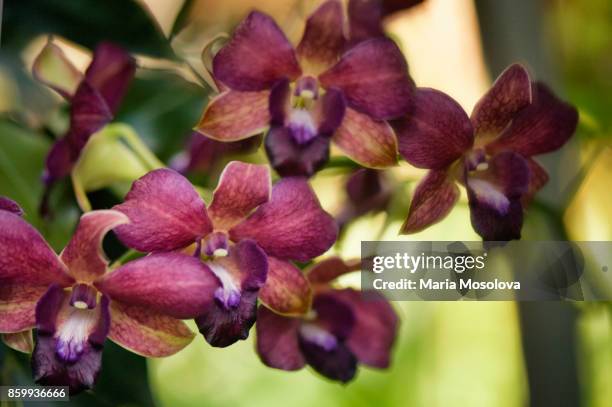 dendrobium airy brown - dendrobium orchid stock pictures, royalty-free photos & images