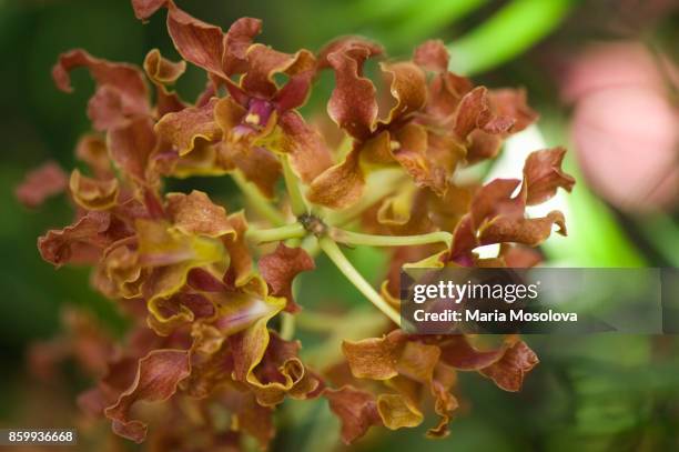 "ndendrobium discolor - dendrobium orchid stock pictures, royalty-free photos & images