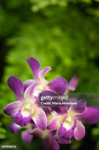 dendrobium orchid hybrid. purple flowers with white center - dendrobium orchid stock pictures, royalty-free photos & images