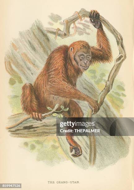orangutan primate 1894 - orang utan stock illustrations