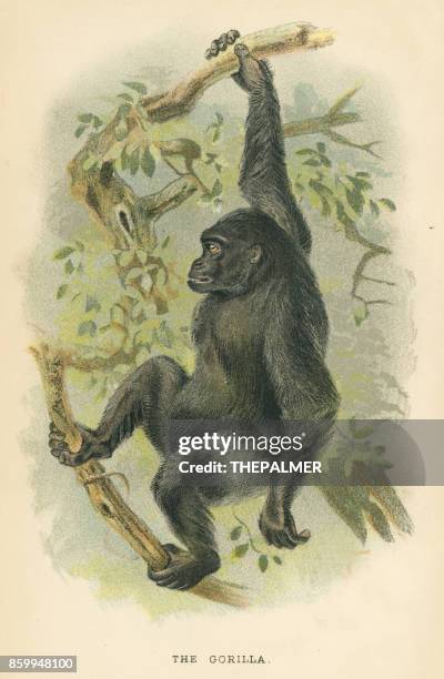 stockillustraties, clipart, cartoons en iconen met gorilla primate 1894 - gorilla drawings