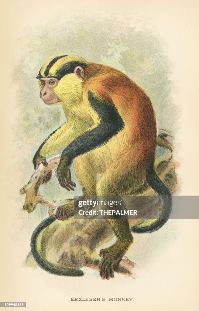Primata Erxlebens 1894