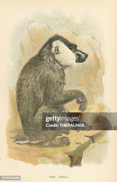 ilustraciones, imágenes clip art, dibujos animados e iconos de stock de primate de mandril 1894 - mandrill