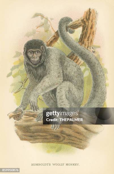 woolly monkey primate 1894 - lithograph stock illustrations