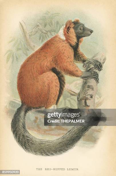 red lemur primate 1894 - true lemur stock illustrations