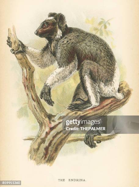 babakoto indri primate 1894 - indri stock illustrations