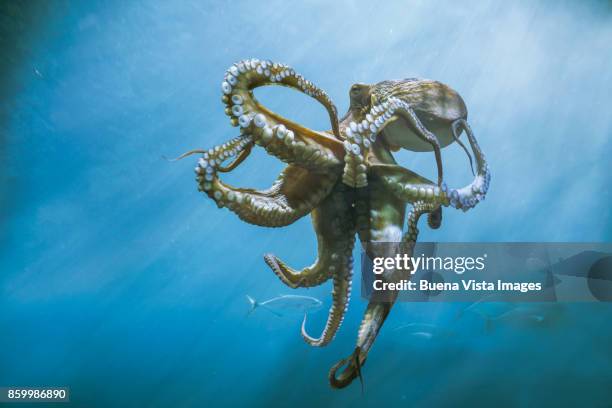 octopus underwater - pulpo fotografías e imágenes de stock