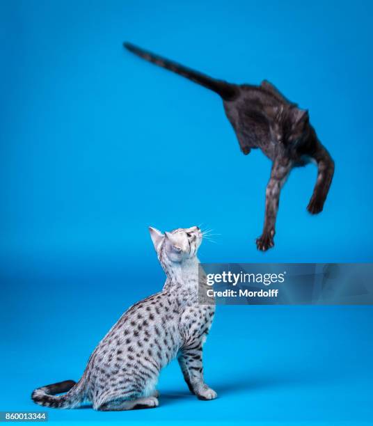 wow how jumped! - egyptian mau stock pictures, royalty-free photos & images