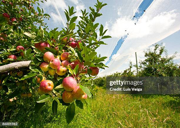 Organic Red Apples Hanging On Tree High-Res Stock Photo