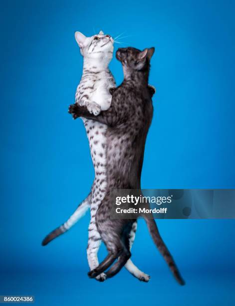 cat's waltz - egyptian mau stock pictures, royalty-free photos & images