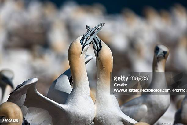 gannet (fou) quebec, canada - fou stock pictures, royalty-free photos & images