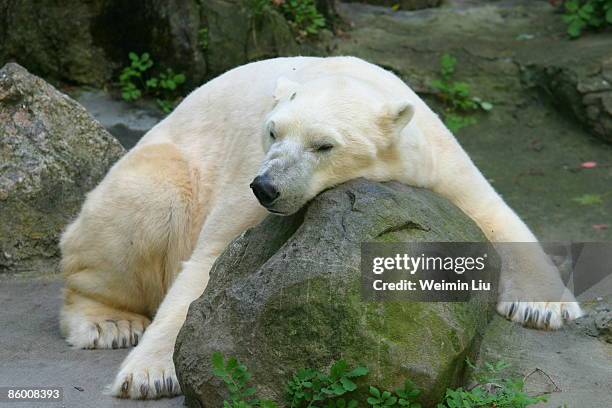 rock hugging polar bear - funny polar bear stock pictures, royalty-free photos & images
