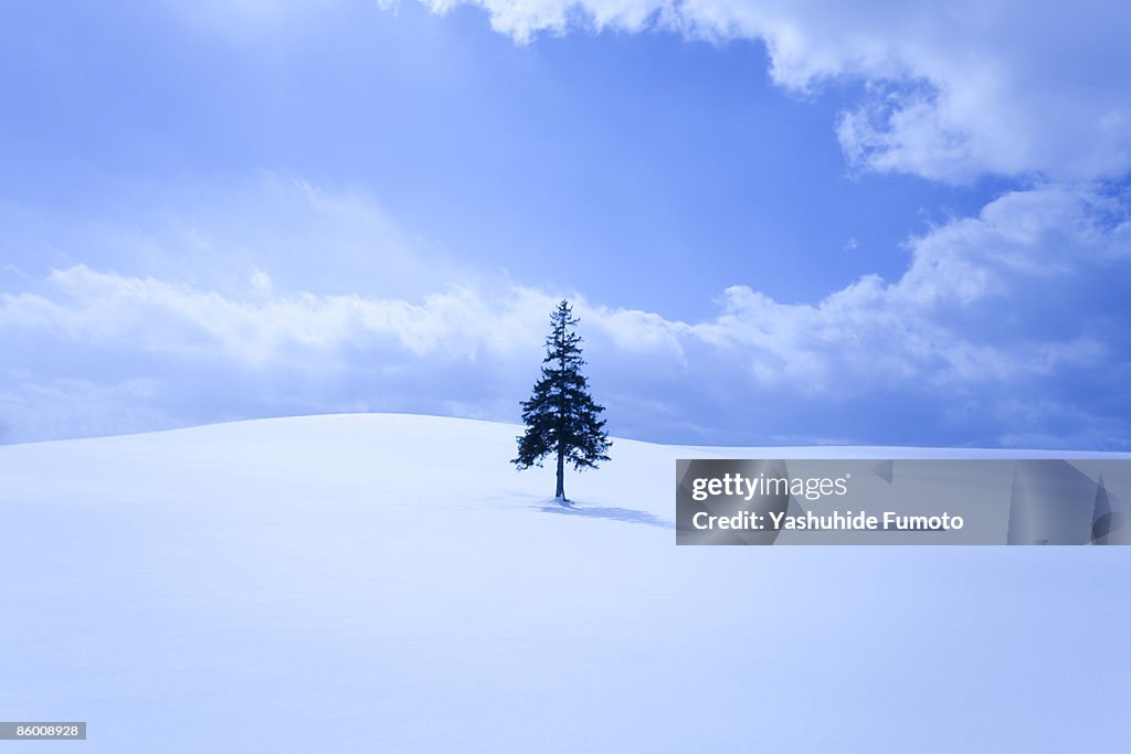 Tree on the snowy field.