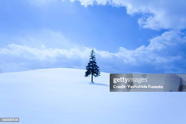 tree on the snowy field. - single tree stock pictures, royalty-free photos & images