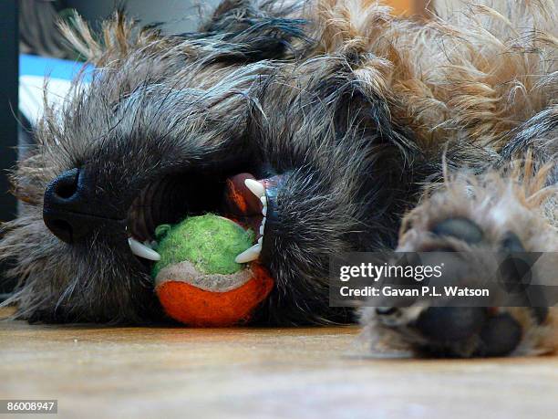 border terrier sleeping with tennis ball - hairy p - fotografias e filmes do acervo