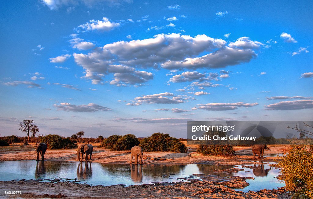 Elephant Watering Hole