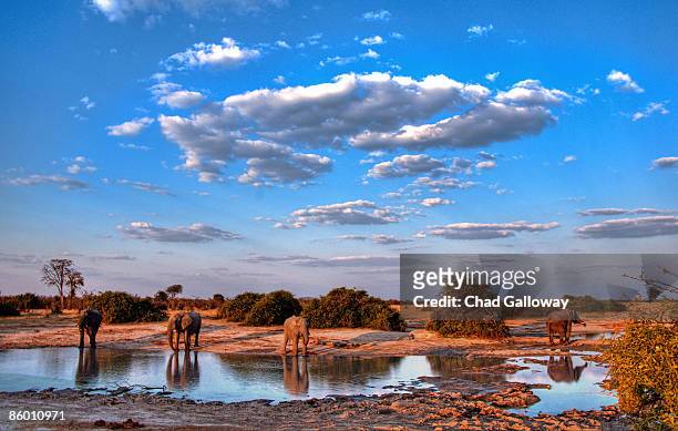 elephant watering hole - botswana stock pictures, royalty-free photos & images