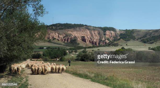 shepherd leading a flock of sheep in transylvania, romania - rebaño fotografías e imágenes de stock