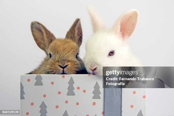 327 Rabbit Litter Box Stock Photos, High-Res Pictures, and Images ...