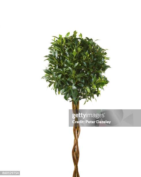 bay tree with copy space - bay tree stock pictures, royalty-free photos & images