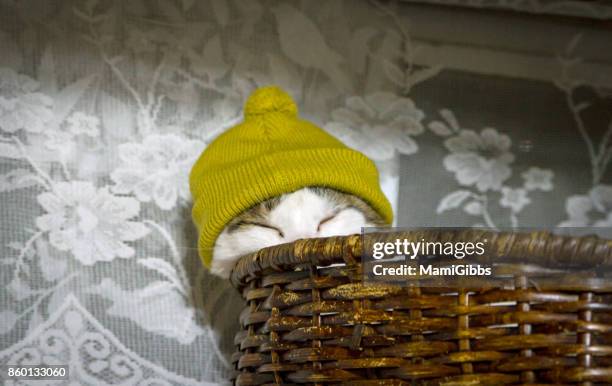 Cat wearing knit hat