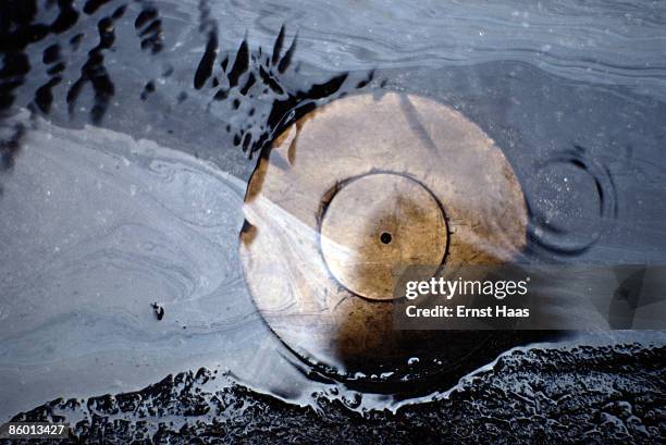 Bowl, upturned in water, Mexico City, January 1982.