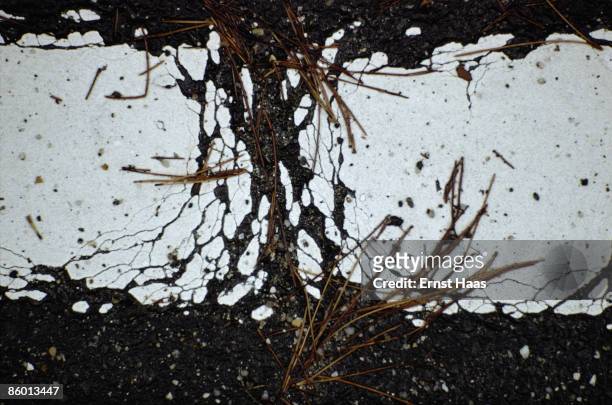 Close up of dried grass on the cracked paint of a road marking, Japan, December 1981.